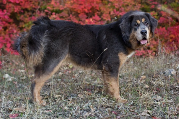 Tibetan Mastiff Dogs Razza - Prezzo, Temperamento & Foto | AnnunciAnimali