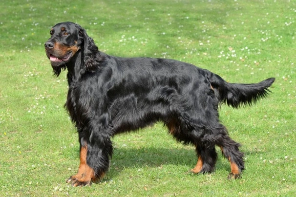 Gordon Setter Dogs Ras: Karakter, Levensduur & Prijs | Puppyplaats