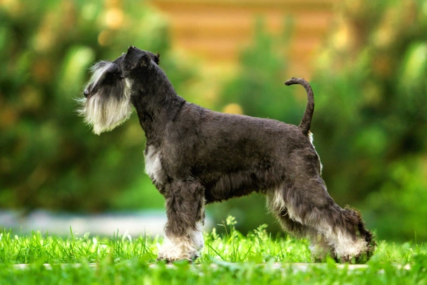 Schnauzer Miniatura Dogs Raza - Características, Fotos & Precio | MundoAnimalia