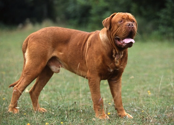 Bordeauxská doga Dogs Informace - velikost, povaha, délka života & cena | iFauna