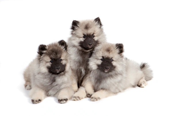 Keeshond Dogs Ras: Karakter, Levensduur & Prijs | Puppyplaats