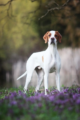 Pointer Dogs Razza - Prezzo, Temperamento & Foto | AnnunciAnimali