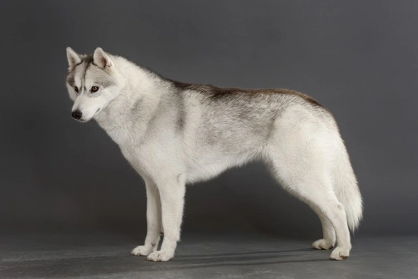 Siberian Husky Dogs Breed - Information, Temperament, Size & Price | Pets4Homes