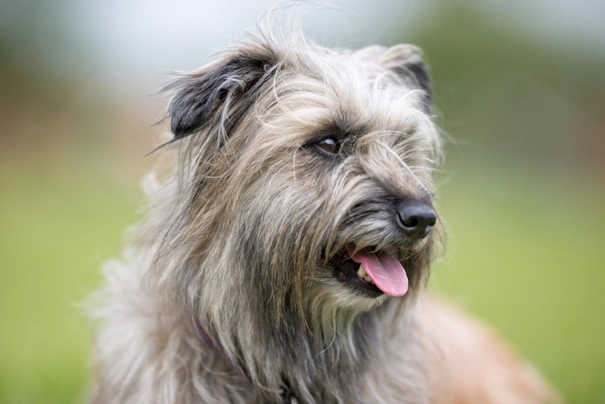 Pyrenean Sheepdog Dogs Breed - Information, Temperament, Size & Price | Pets4Homes