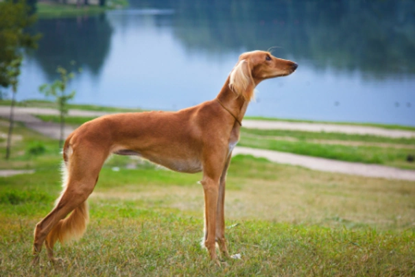 Saluki Dogs Ras: Karakter, Levensduur & Prijs | Puppyplaats