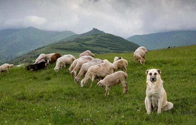 Pastore dell'anatolia Dogs Razza - Prezzo, Temperamento & Foto | AnnunciAnimali