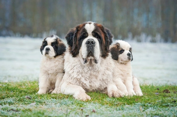 Saint Bernard Dogs Breed - Information, Temperament, Size & Price | Pets4Homes