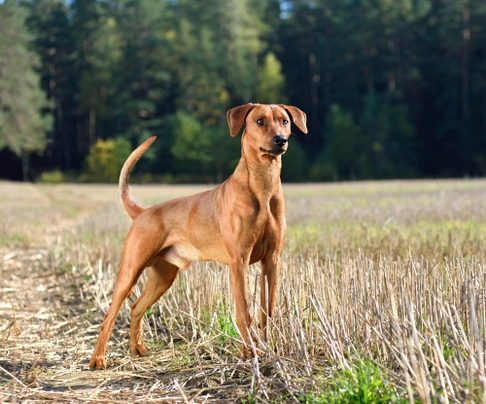 Pinscher Alemán Dogs Raza - Características, Fotos & Precio | MundoAnimalia