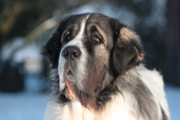 Pyrenean Mastiff Dogs Breed - Information, Temperament, Size & Price | Pets4Homes