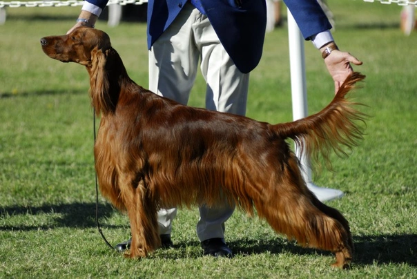 Irish Setter Dogs Breed | Facts, Information and Advice | Pets4Homes