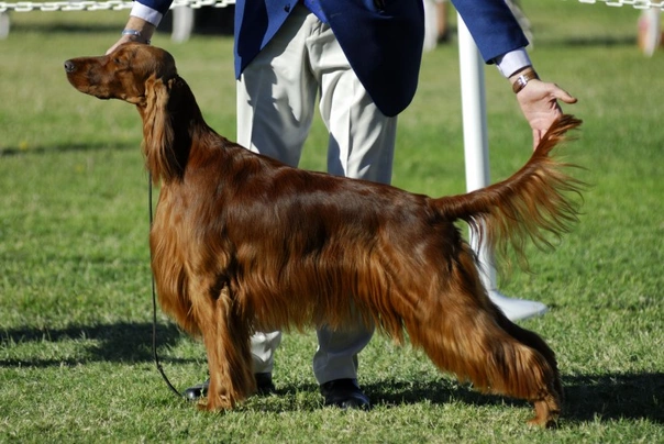 Setter Irlandés Rojo Dogs Raza - Características, Fotos & Precio | MundoAnimalia