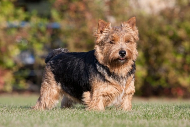 Norwich Terrier Dogs Raza - Características, Fotos & Precio | MundoAnimalia