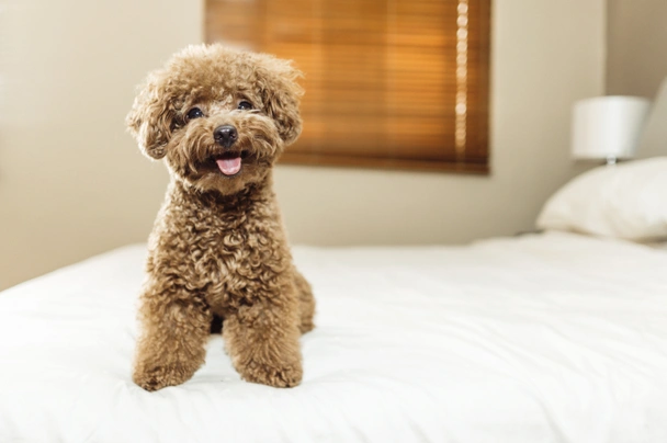 Average size on sale of toy poodle