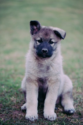 Elkhound Noruego Gris Dogs Raza - Características, Fotos & Precio | MundoAnimalia