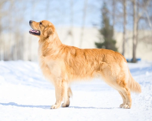 Golden Retriever Dogs Breed - Information, Temperament, Size & Price | Pets4Homes