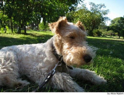 Fox Terrier de Pelo Duro Dogs Raza - Características, Fotos & Precio | MundoAnimalia