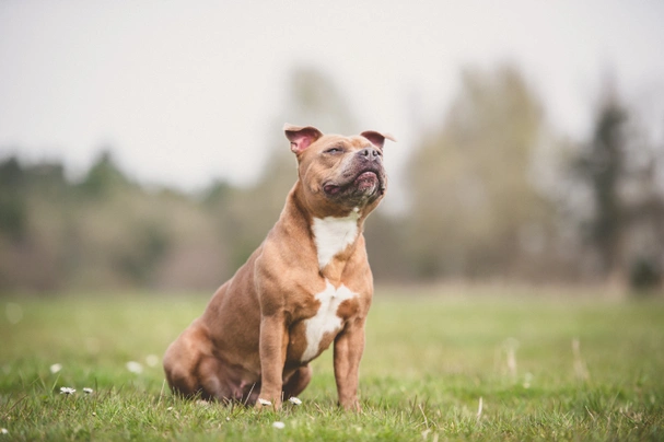 Stafordšírský bulteriér Dogs Informace - velikost, povaha, délka života & cena | iFauna