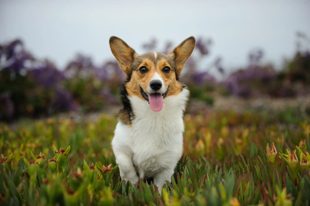 Welsh Corgi Pembroke Dogs Razza - Prezzo, Temperamento & Foto | AnnunciAnimali