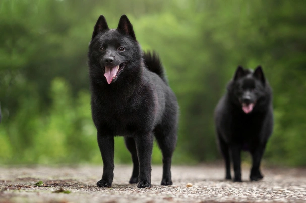 Schipperke dog best sale