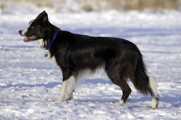 Border collie Dogs Razza - Prezzo, Temperamento & Foto | AnnunciAnimali