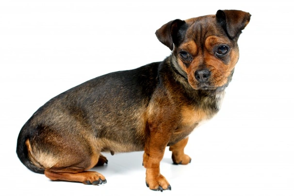 Jug Dogs Breed | Facts, Information and Advice | Pets4Homes