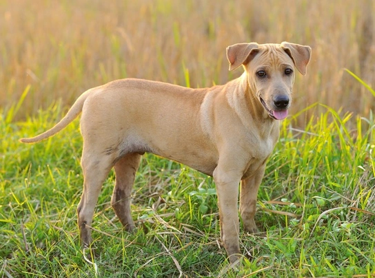 Thajský ridgeback Dogs Informace - velikost, povaha, délka života & cena | iFauna