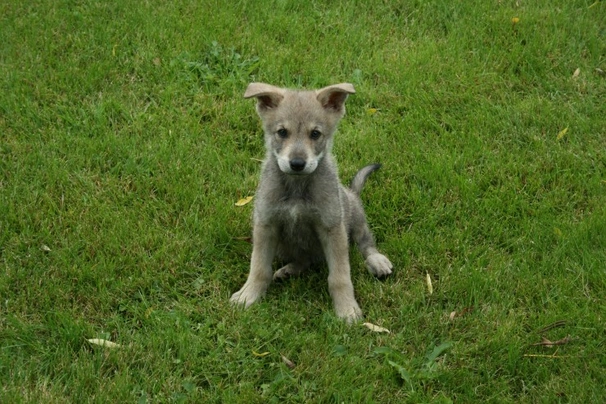 Saarloosův vlčák Dogs Plemeno / Druh: Povaha, Délka života & Cena | iFauna