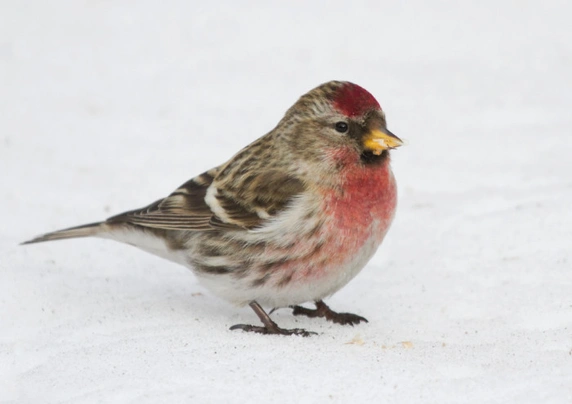 Čečetka zimní Birds Informace - velikost, povaha, délka života & cena | iFauna