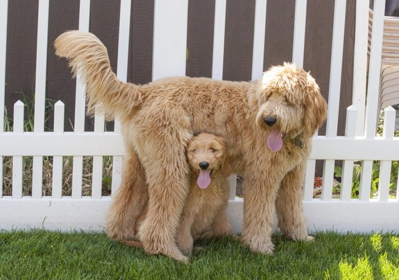 son labradoodles o goldendoodles mas hiperactivos