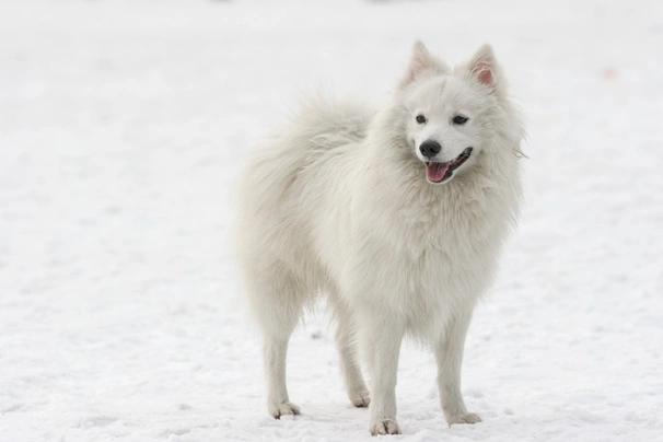 Japanese Spitz Dogs Breed | Facts, Information and Advice | Pets4Homes