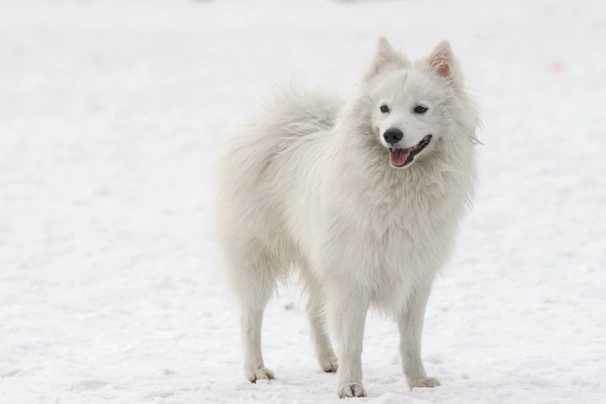 como cuidar a un perro spitz japones