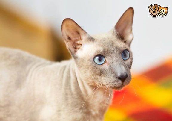 Peterbald Cats Breed - Information, Temperament, Size & Price | Pets4Homes