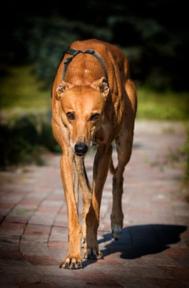 Greyhound Dogs Informace - velikost, povaha, délka života & cena | iFauna