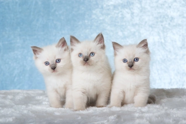 Ragdoll Cats Razza - Prezzo, Temperamento & Foto | AnnunciAnimali