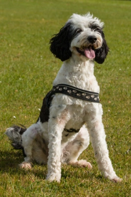 Portuguese Water Dog Dogs Breed - Information, Temperament, Size & Price | Pets4Homes