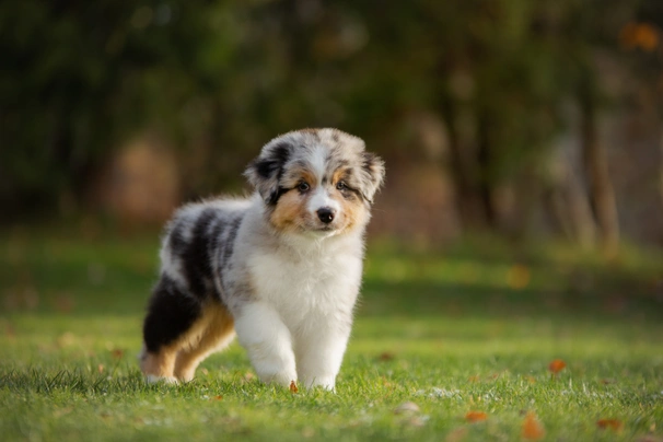 Purebred australian shepherd store puppy