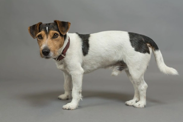 Male jack best sale russell for breeding