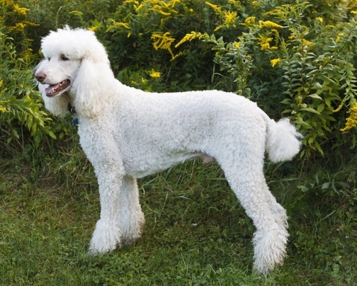Standard Poodle Dogs Breed - Information, Temperament, Size & Price ...