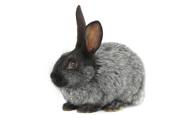 Silver Fox Rabbits Breed - Information, Temperament, Size & Price | Pets4Homes