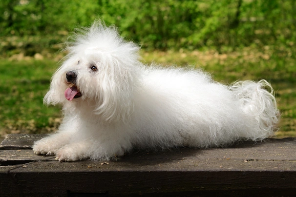 Boloňský psík Dogs Informace - velikost, povaha, délka života & cena | iFauna