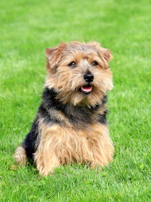 Norfolk Terrier Dogs Raza - Características, Fotos & Precio | MundoAnimalia