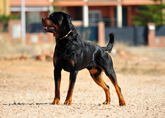 Rottweiler dog outlet big size