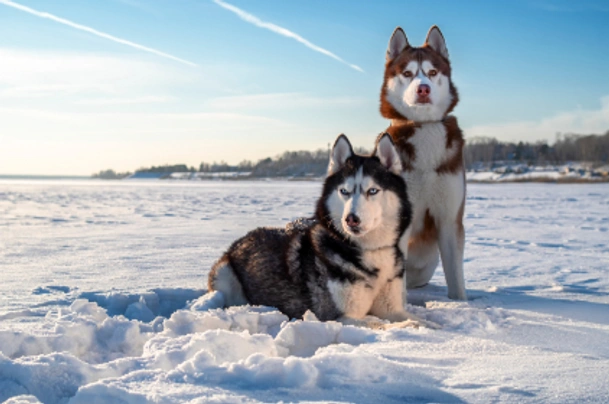 Sibiřský husky Dogs Informace - velikost, povaha, délka života & cena | iFauna