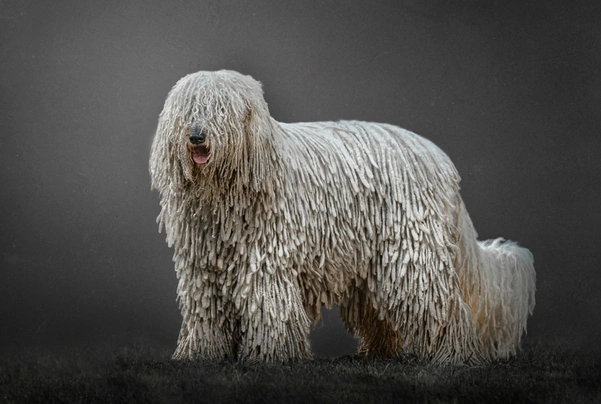 Komondor Dogs Raza - Características, Fotos & Precio | MundoAnimalia