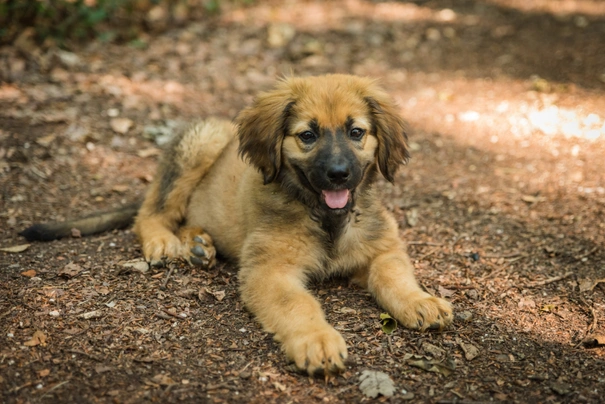 Hovawart Dogs Ras: Karakter, Levensduur & Prijs | Puppyplaats