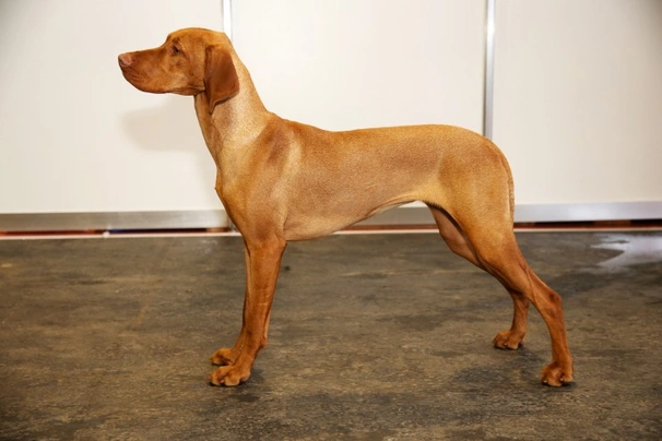 Hungarian Vizsla Dogs Breed - Information, Temperament, Size & Price | Pets4Homes