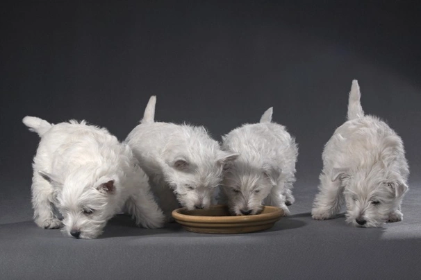 West Highland White Terrier Dogs Razza - Prezzo, Temperamento & Foto | AnnunciAnimali