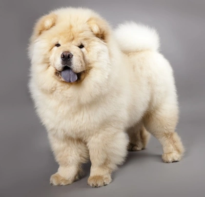 Chow Chow Dogs Breed - Information, Temperament, Size & Price | Pets4Homes