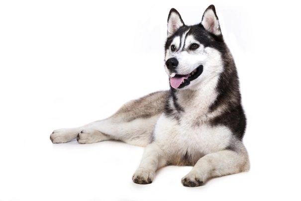 Do siberian huskies have best sale webbed feet