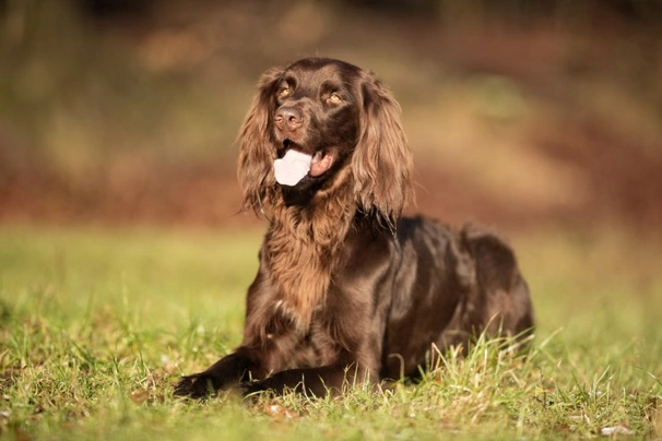 Německý dlouhosrstý ohař Dogs Plemeno / Druh: Povaha, Délka života & Cena | iFauna